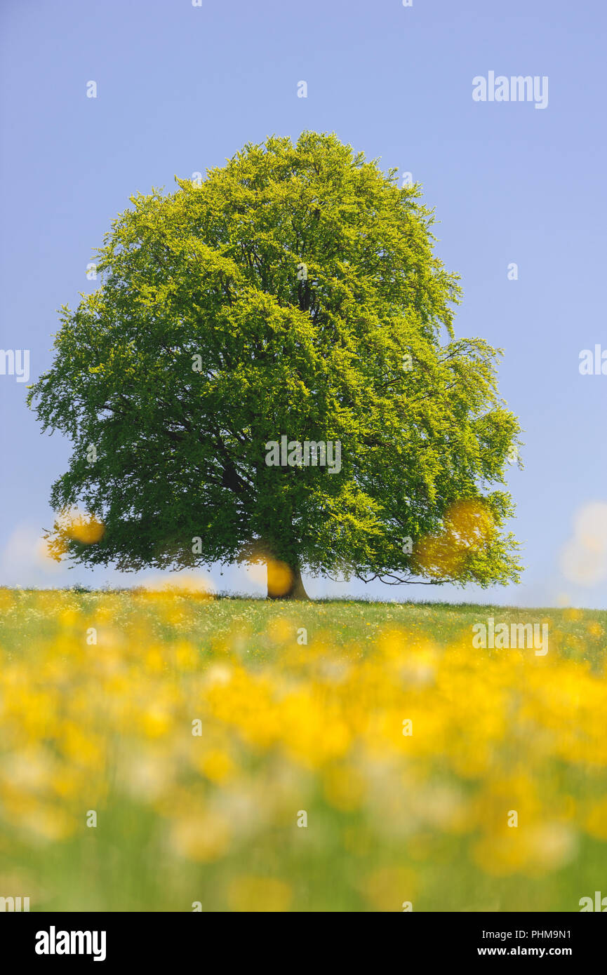 Single big Buche im Feld mit perfekter Baumkrone. Stockfoto