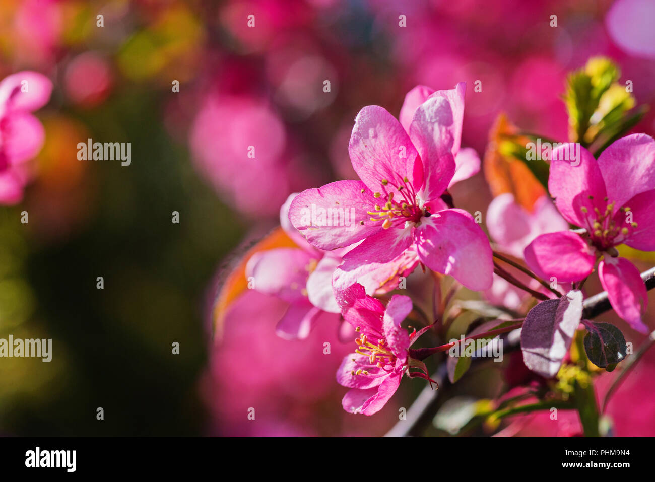 Rosa Blumen auf den Busch. Geringe Tiefenschärfe. Stockfoto