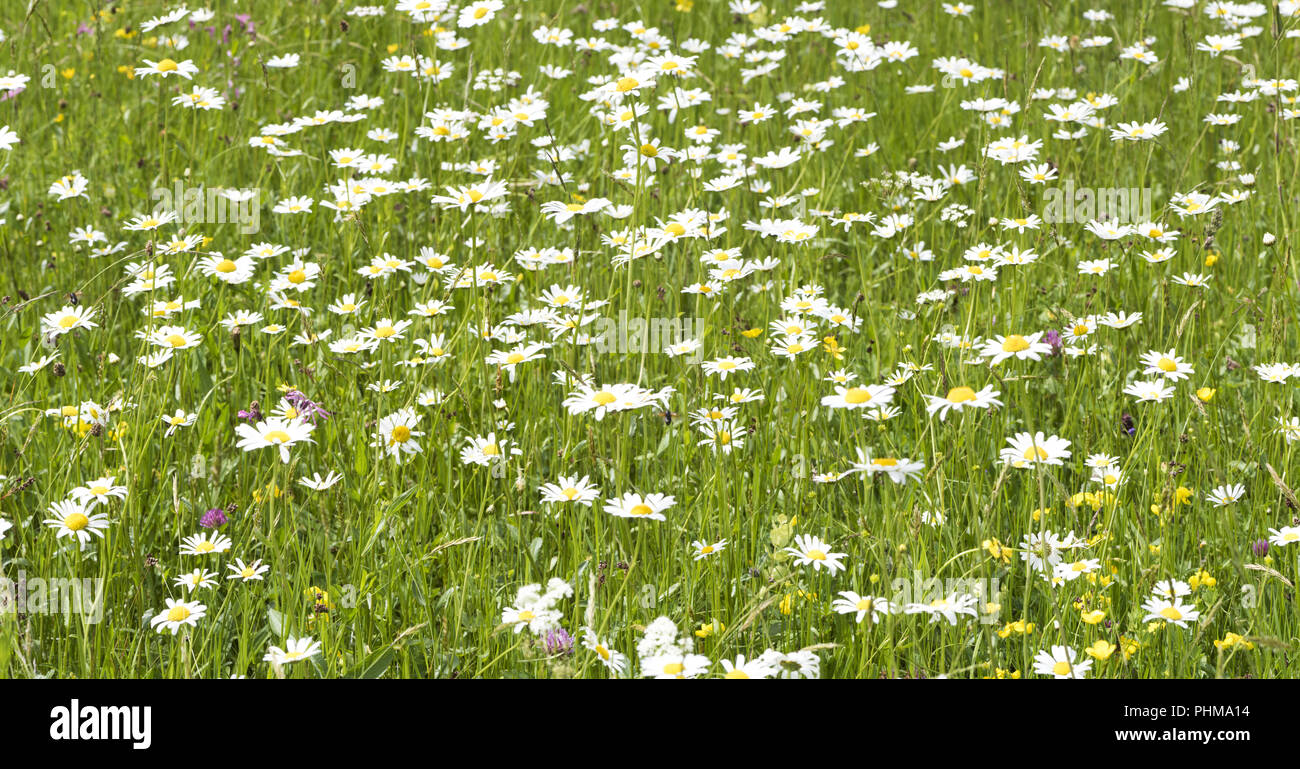 Wiese mit vielen Blumen und Platz für Ihren Text Stockfoto
