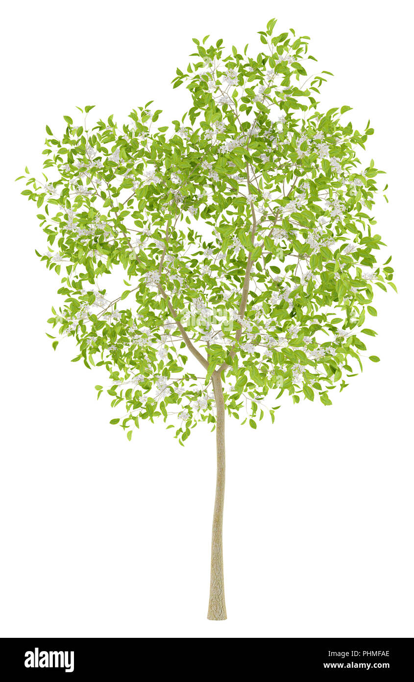 blühender Birnbaum isoliert auf weißem Hintergrund Stockfoto