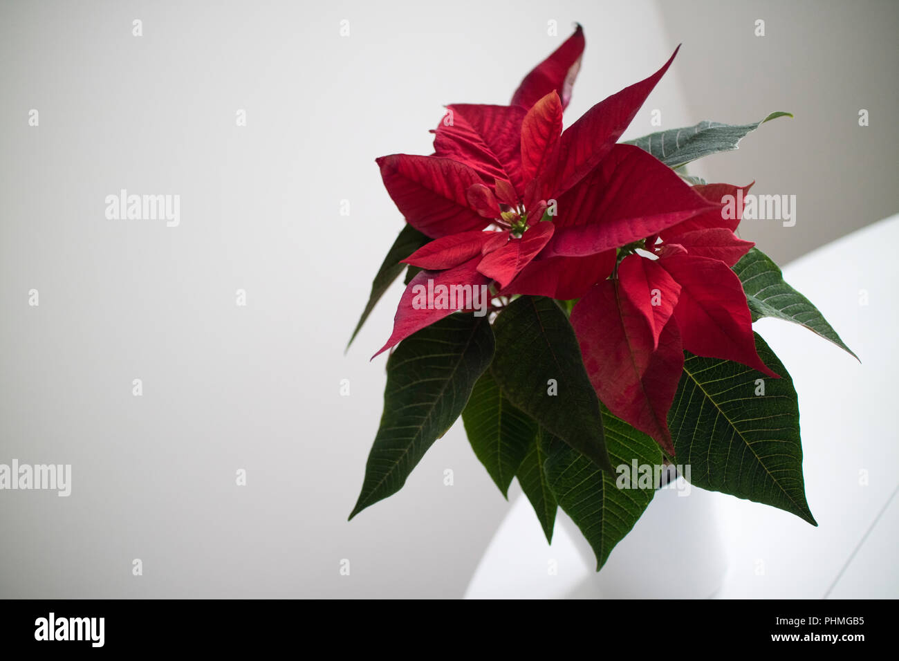 Weihnachtsstern rot Weihnachtsstern im Topf auf hellen Hintergrund Stockfoto