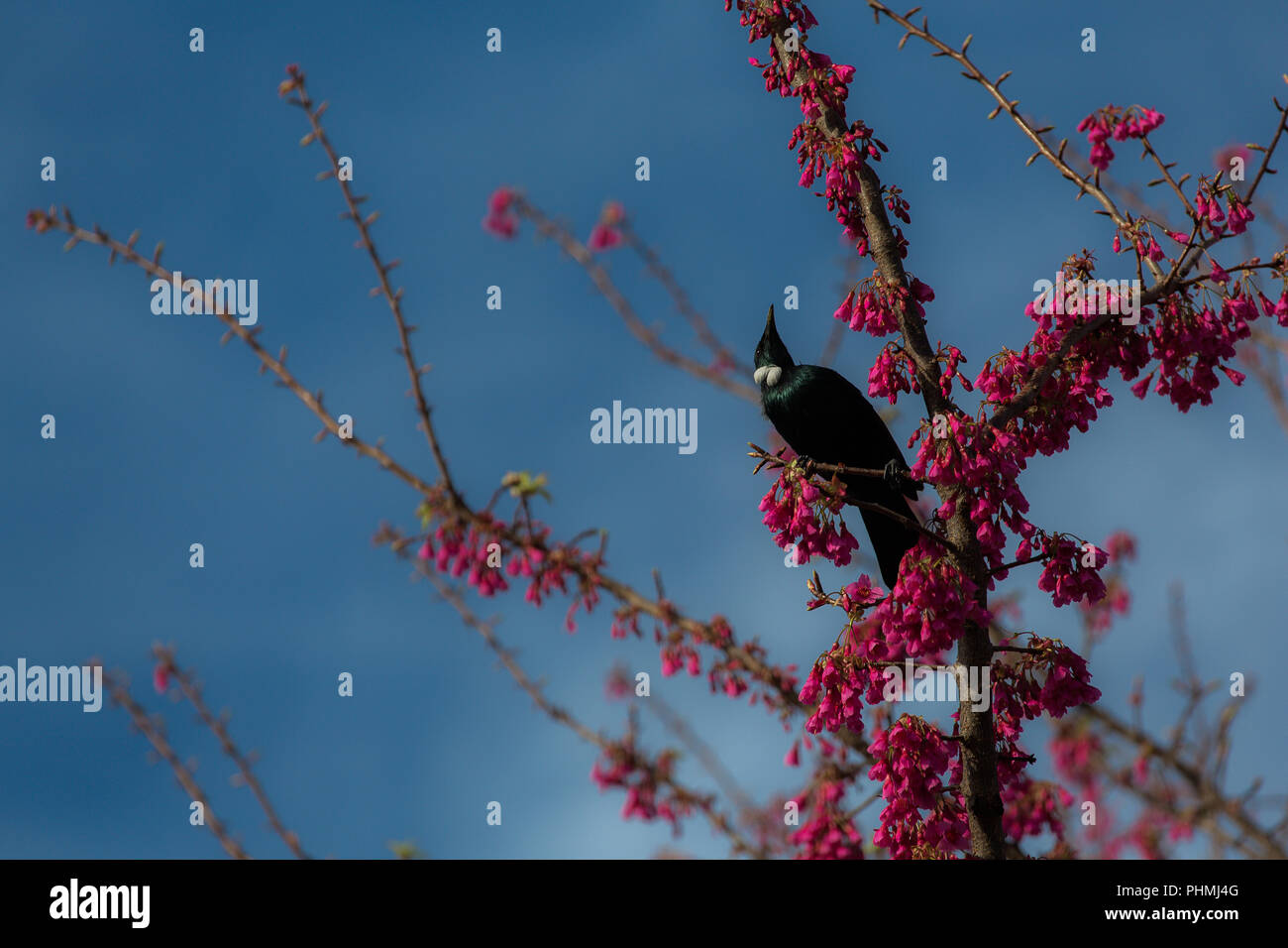 New Zealand Native Tui-Song Bird Stockfoto