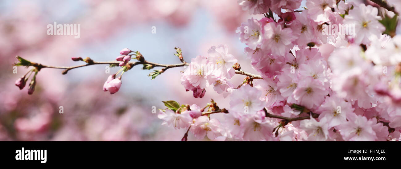 Pastellrosa lila gedämpfte Frühjahrssaison sonnig Stockfoto