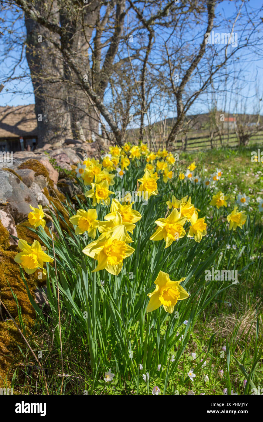 Blühende Narzissen Blumen in einem Garten im Frühjahr Stockfoto