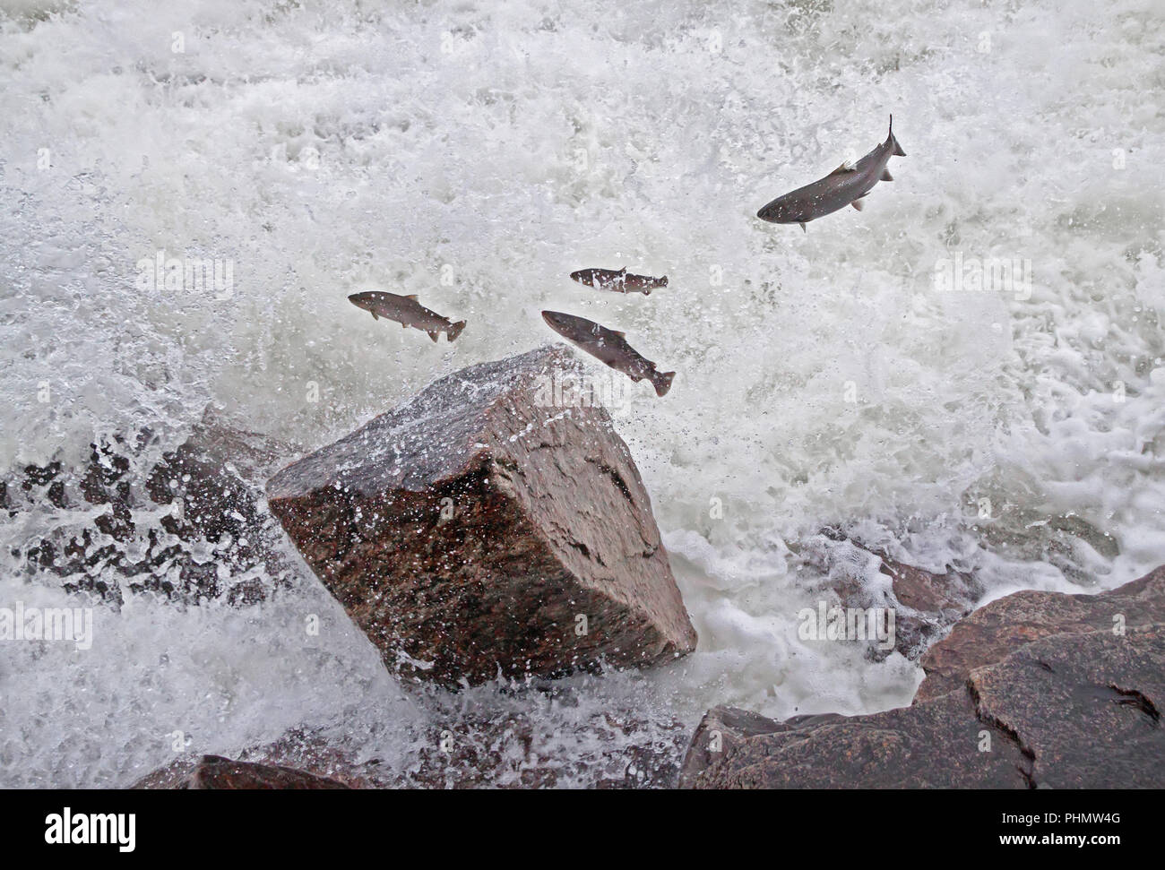 Gruppe der Lachse flussaufwärts in den Fluss springen. Stockfoto