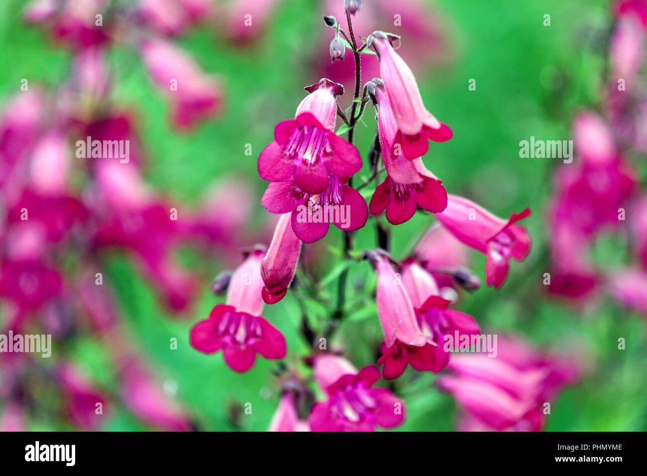 Lila Penstemon 'Granat' Blume Bartzunge Stockfoto