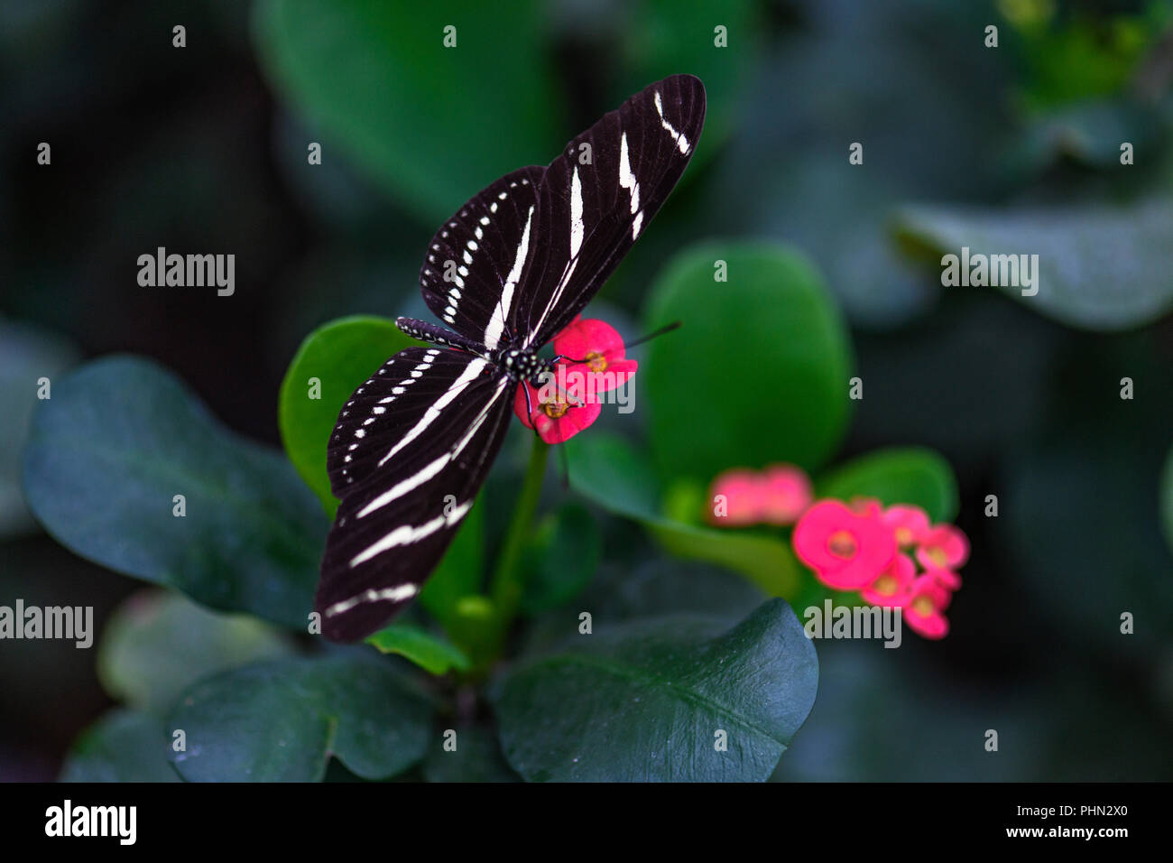Bunte Zebra Longwing Stockfoto