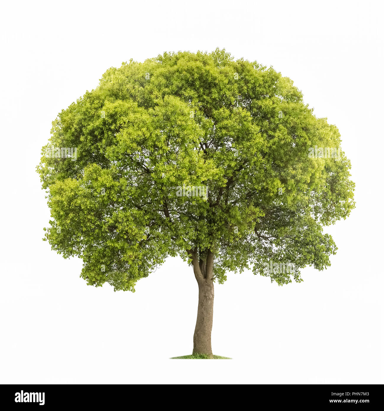 Schönen Baum isoliert Stockfoto