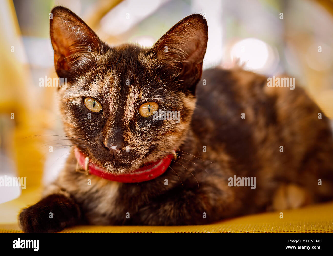 Graue Katze mit gelben Augen Stockfoto