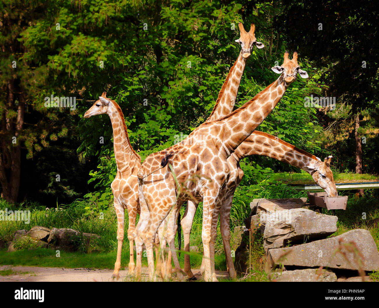 Vier Giraffen positioniert wie ein Fächer Stockfoto