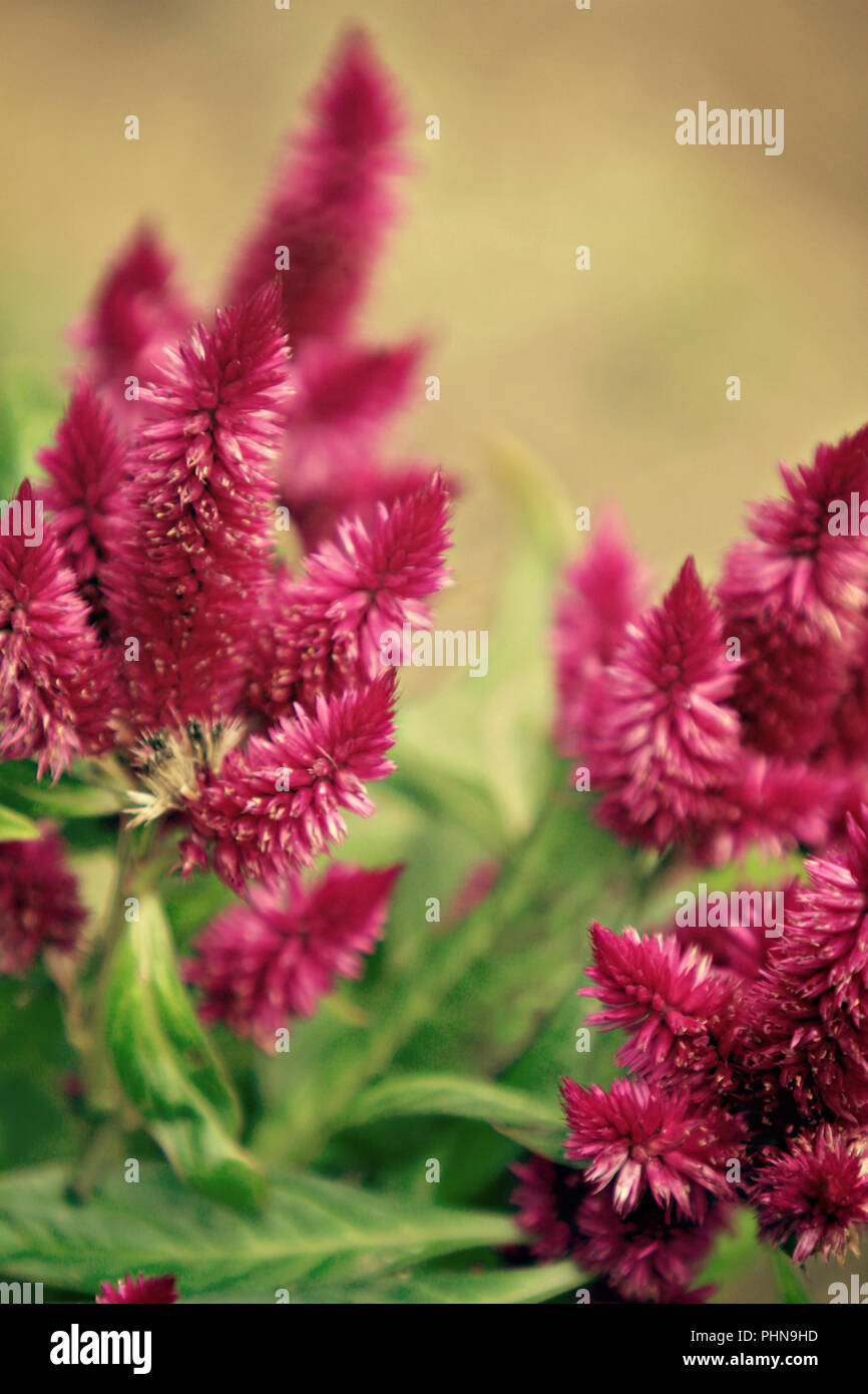 Rosa Celosia Blumen Stockfoto