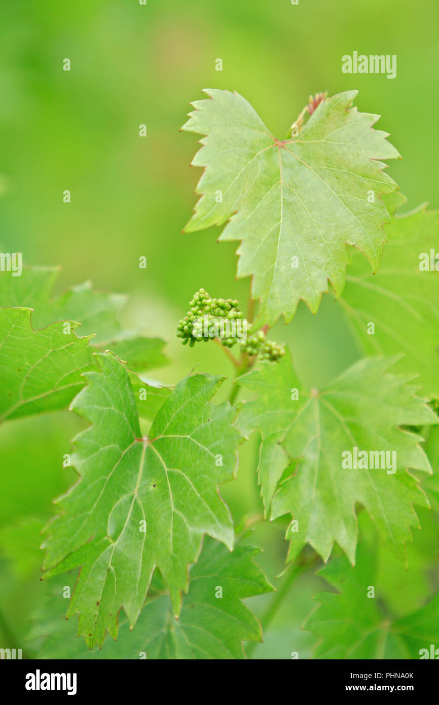 Grüne grapevine Blätter Stockfoto