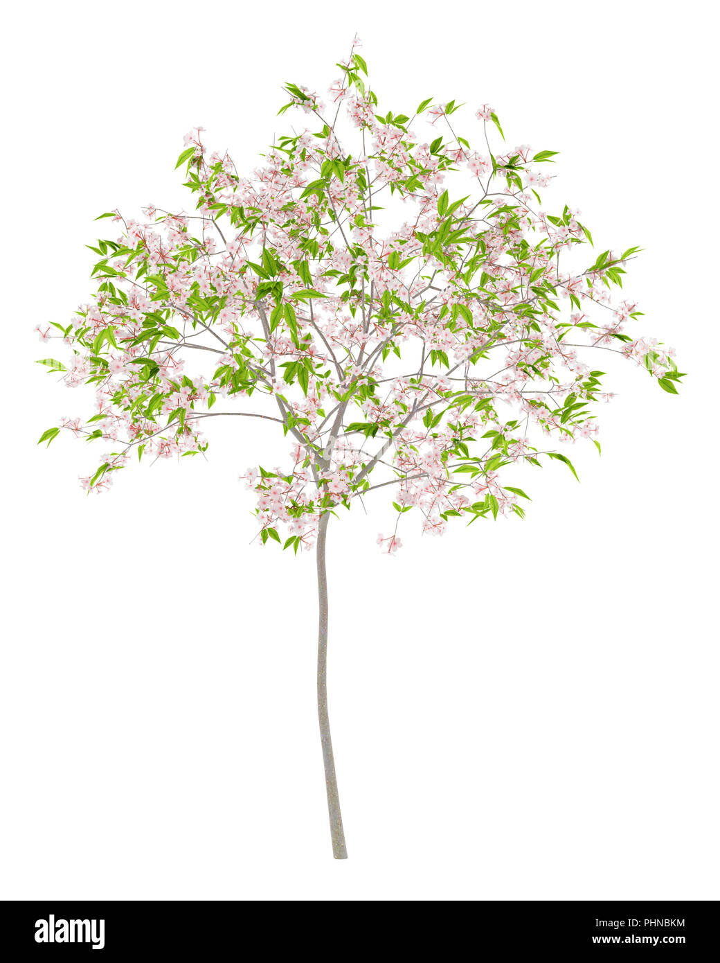Flowering cherry tree auf weißem Hintergrund Stockfoto