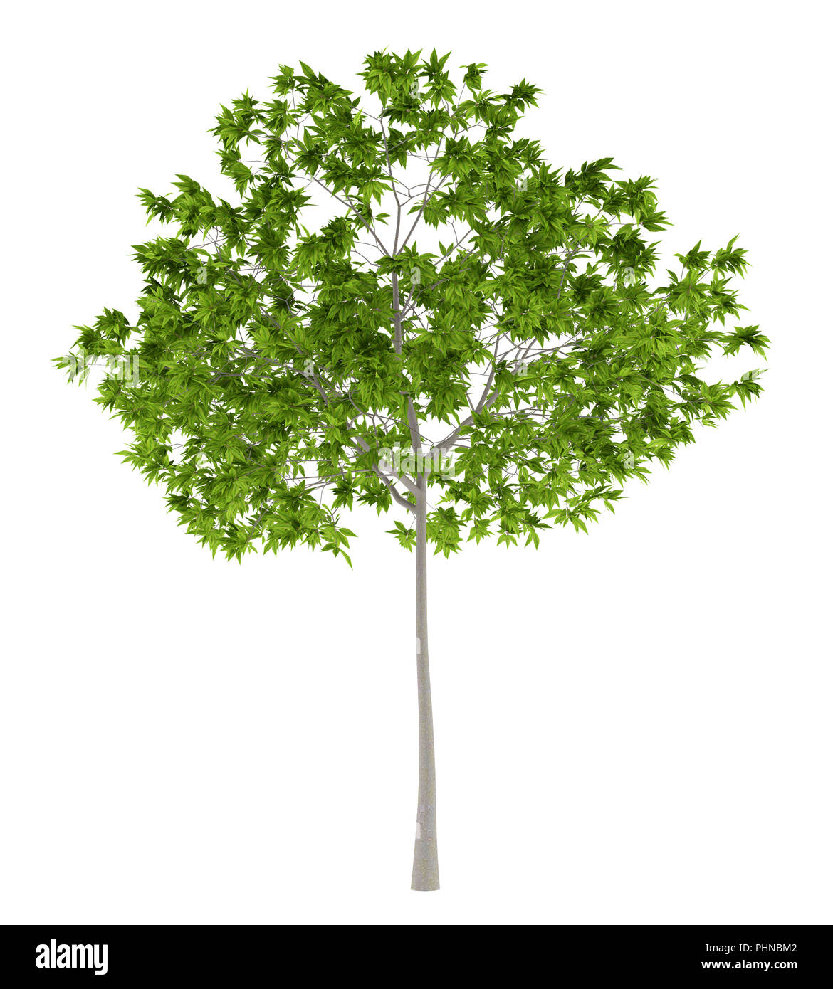 Kirschbaum isoliert auf weißem Hintergrund Stockfoto