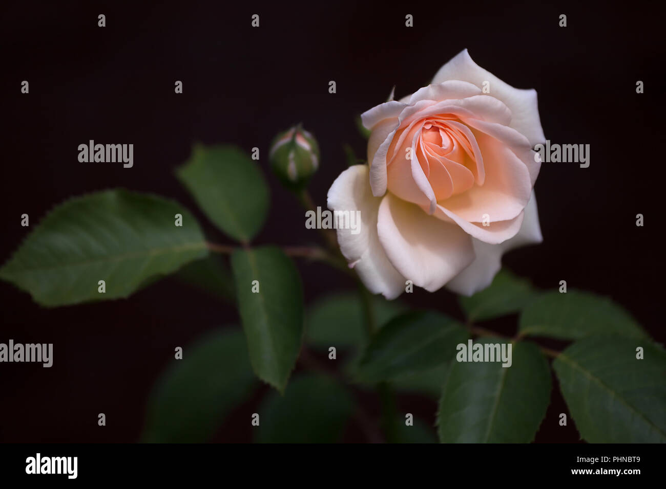 Frischen pastellfarben Rosenblüte mit Bud auf dunklem Hintergrund Stockfoto