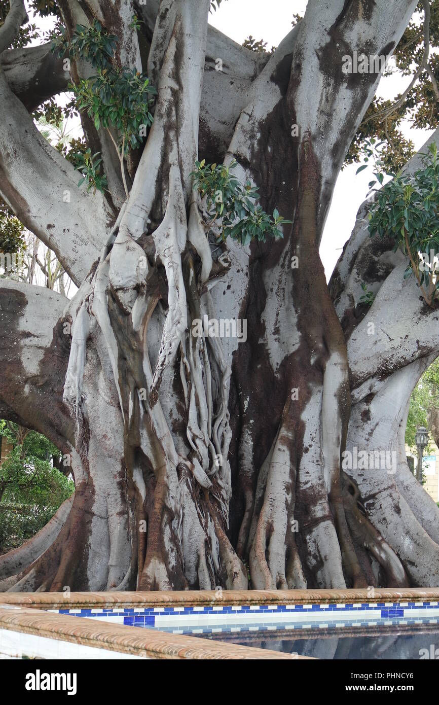 Alte Gummibaum in Cdiz Stockfotografie - Alamy