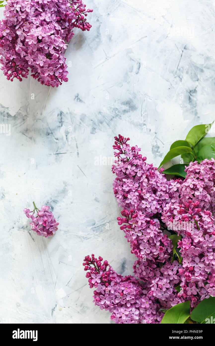 Branchen Lila Lila mit grünen Blättern. Stockfoto