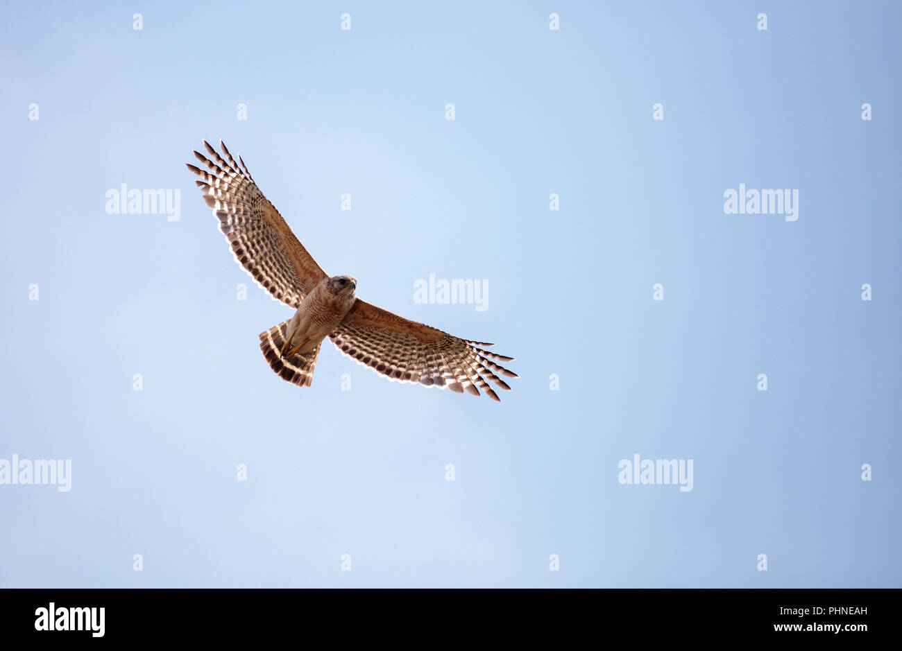 Roten geschultert Hawk Buteo lineatus Stockfoto