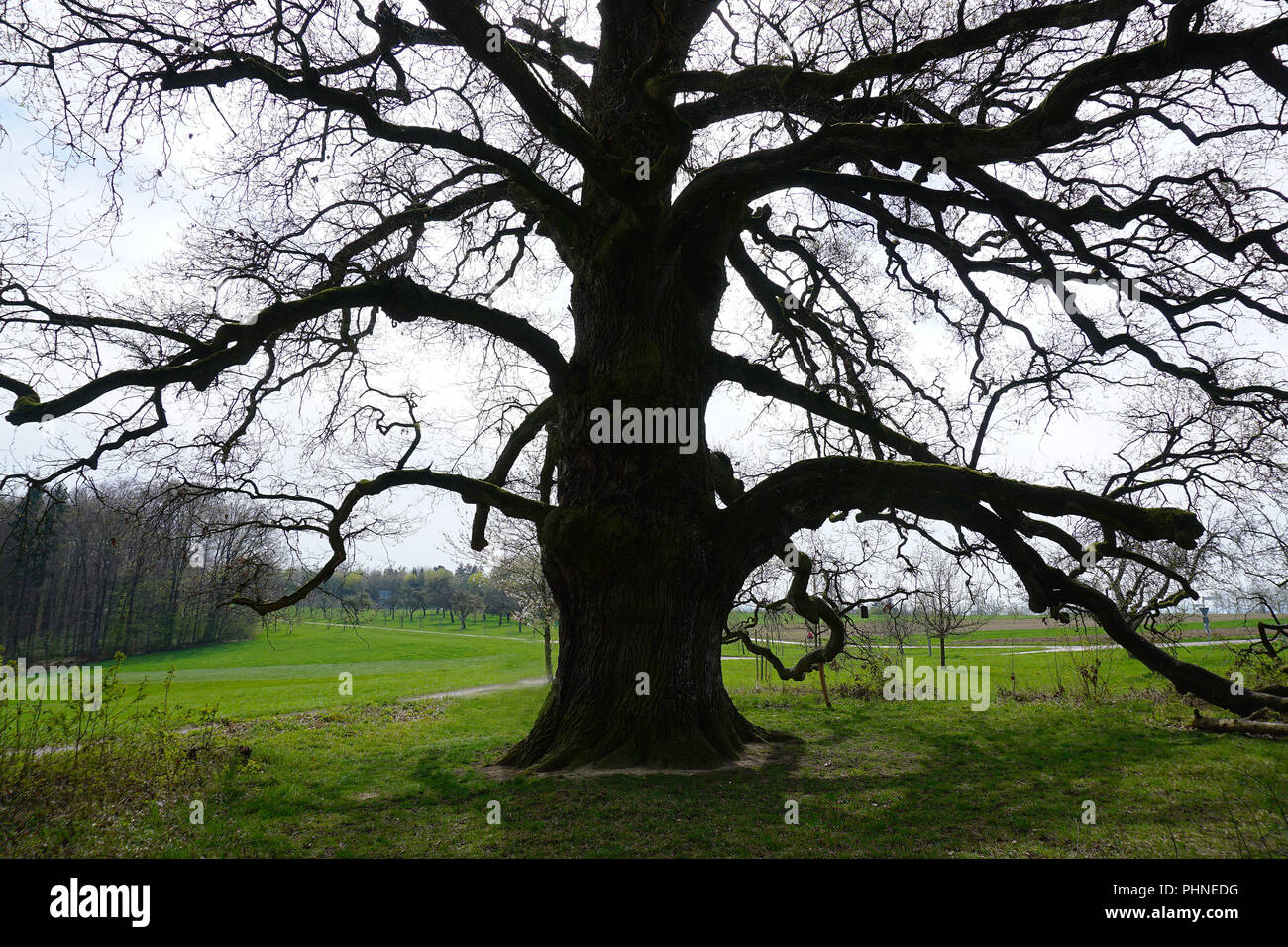Naturpark Schönbuch; Deutschland; alte Eiche; Sulzeiche; Stockfoto