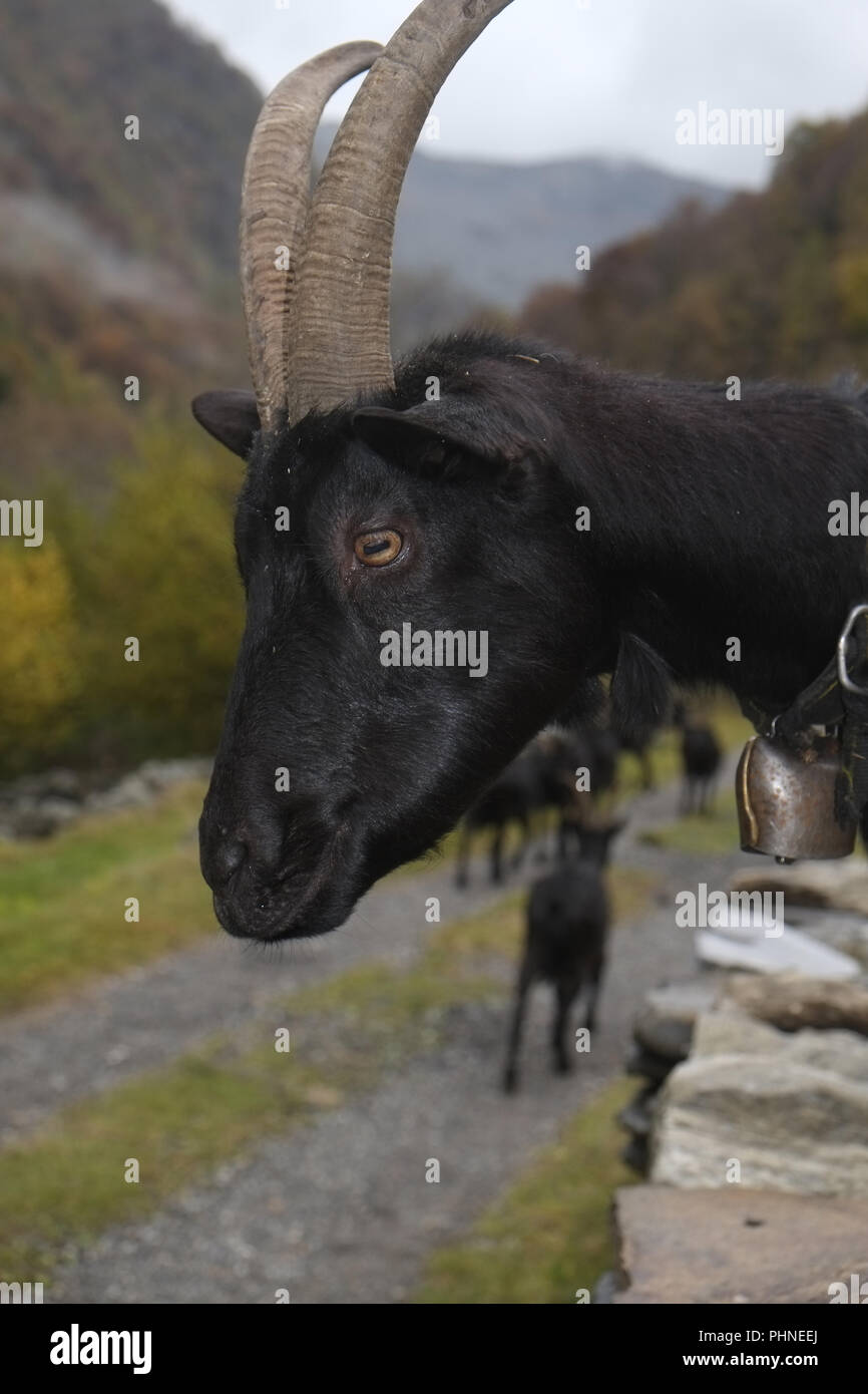Schwarze Ziege mit langen Hörner Stockfoto