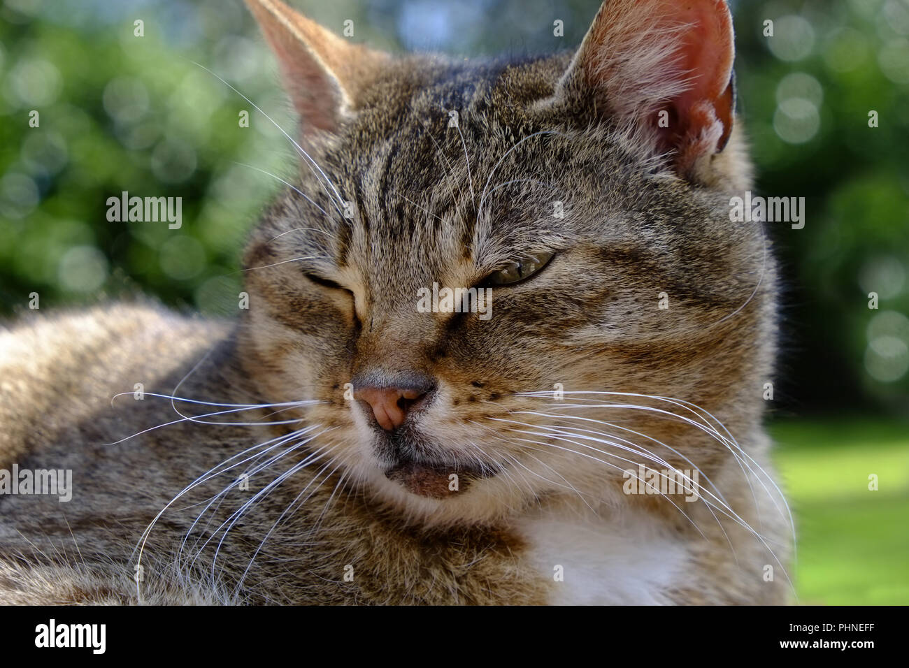 Tabby Hauskatze Stockfoto