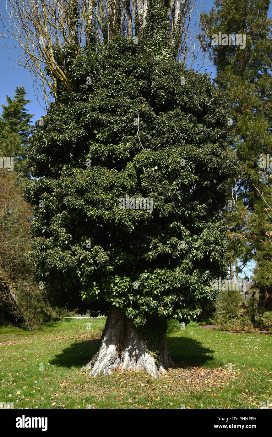 Efeu; Kletterpflanze; Baum mit kletterndem Efeu; Stockfoto