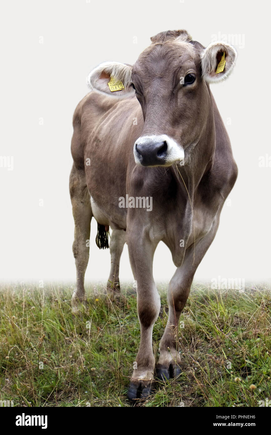 Photogenes Vieh auf der Weide Stockfoto