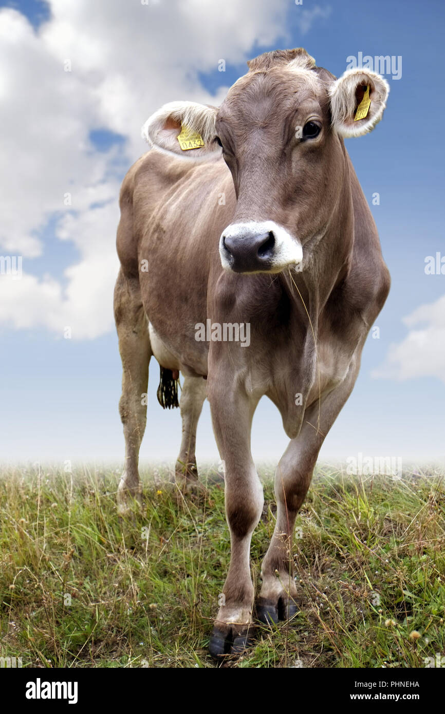 Vieh auf der Weide Stockfoto