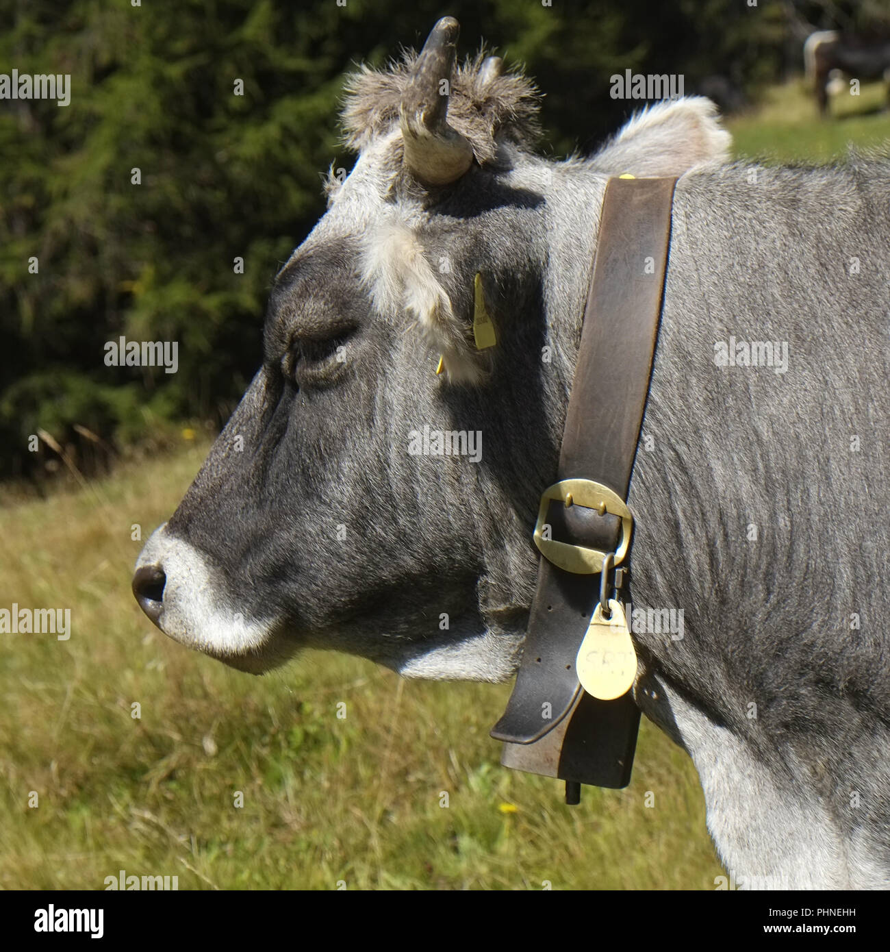 Kuh auf der Weide Stockfoto