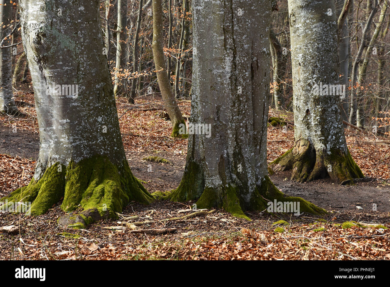 Europäische Buche Stockfoto