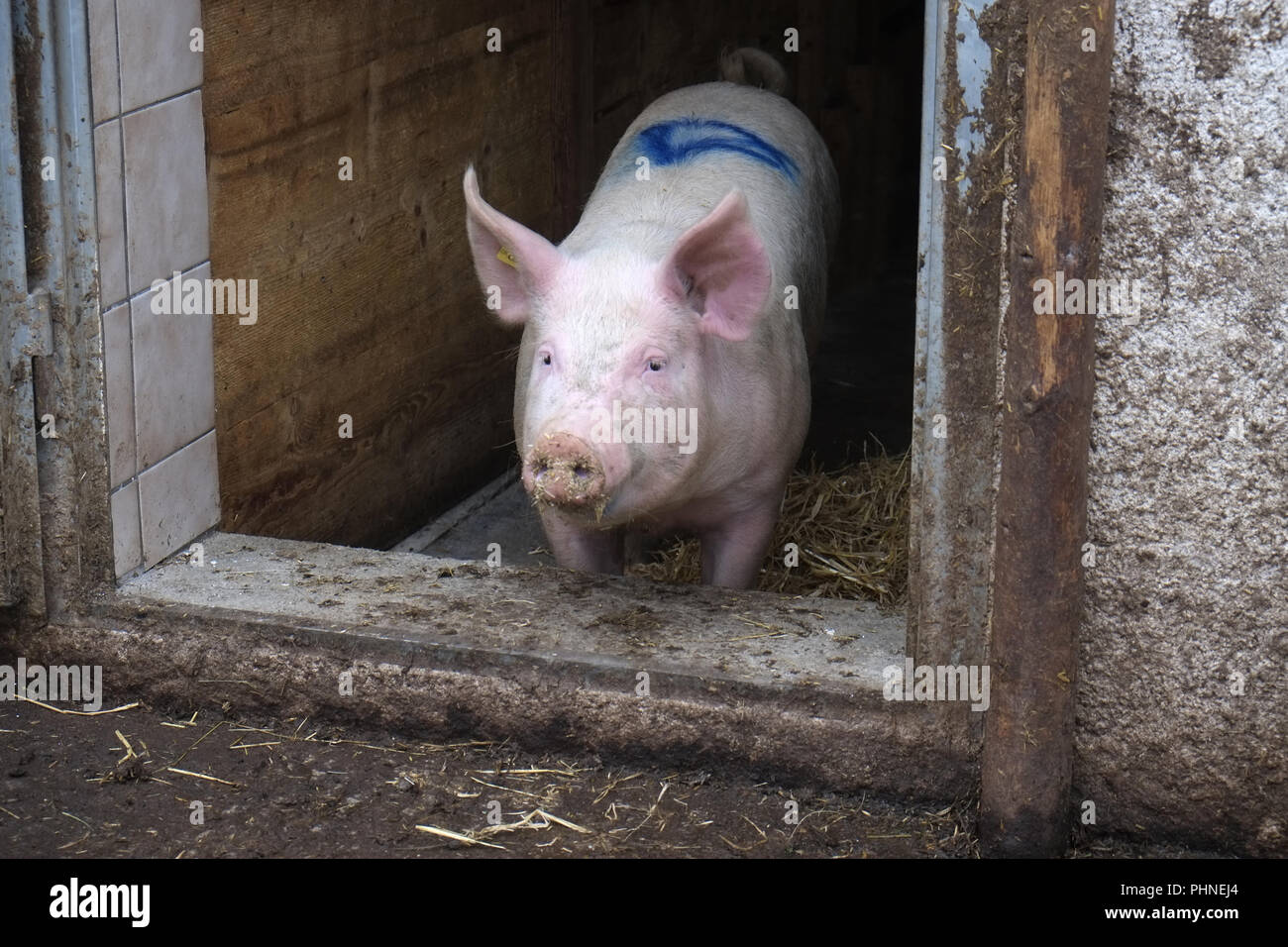 Hausschwein an der Stalltür Stockfoto