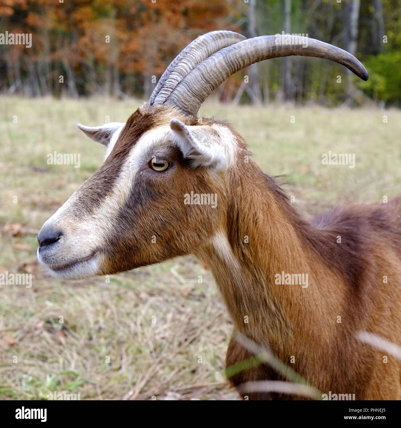 Ziege mit langen Hörnern Stockfoto