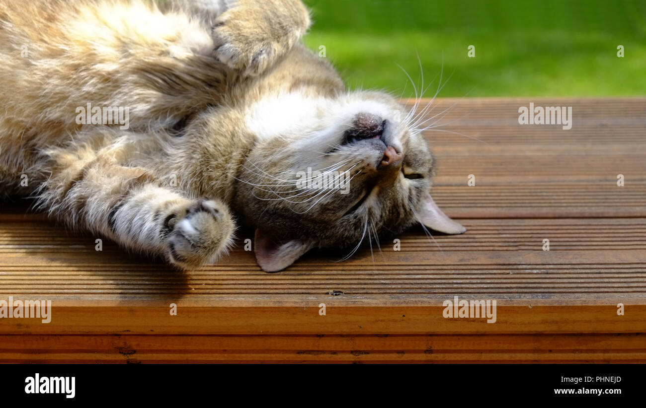 Schlafende Katze Stockfoto