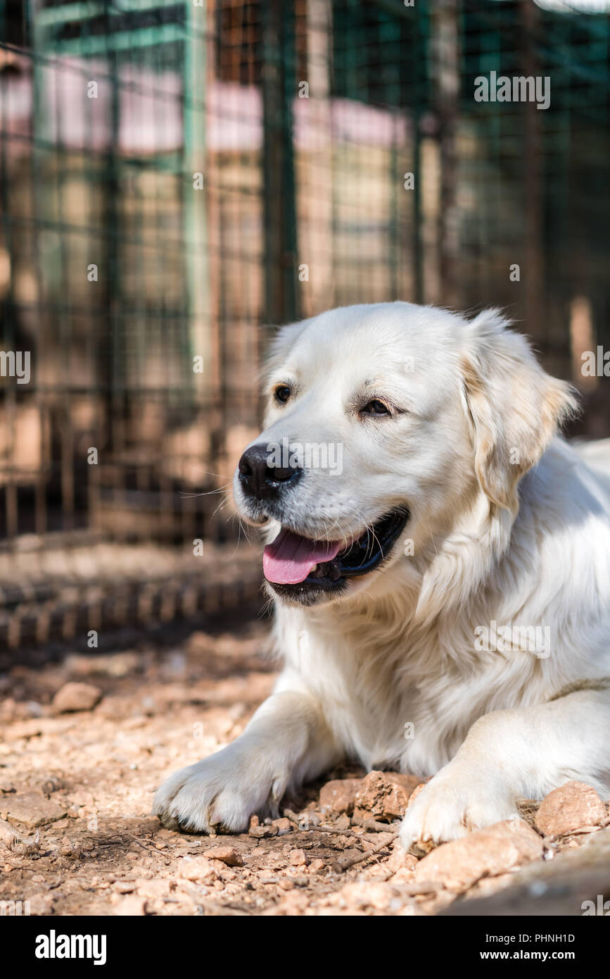 Weißer Hund sitzt auf einem Boden Stockfoto