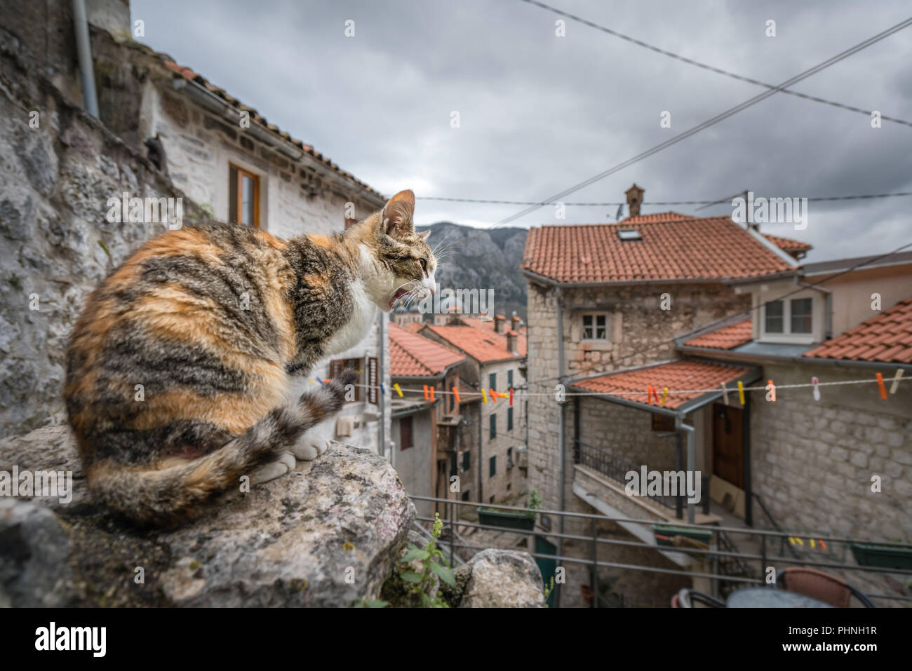 Schreiende Katze auf einem Felsblock in Kotor sitzen Stockfoto