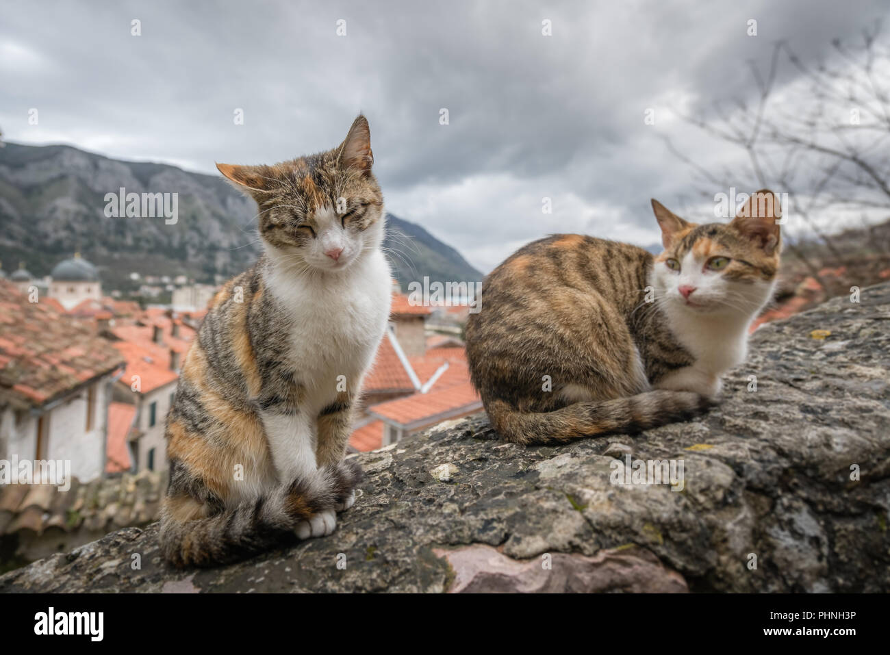 Süße Katzen sitzen auf einem Stein Treppe Stockfoto