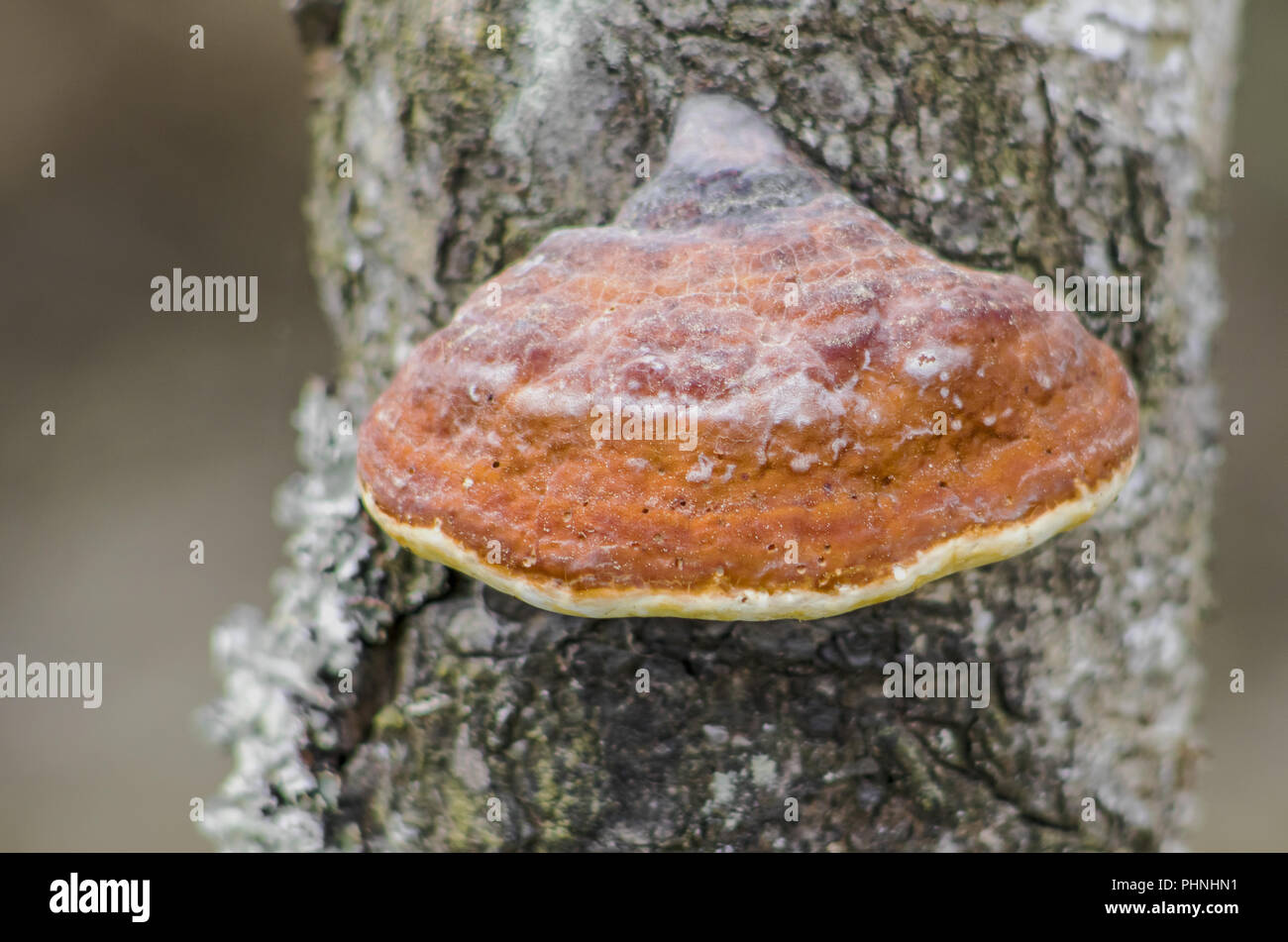 Baum-Pilz Stockfoto