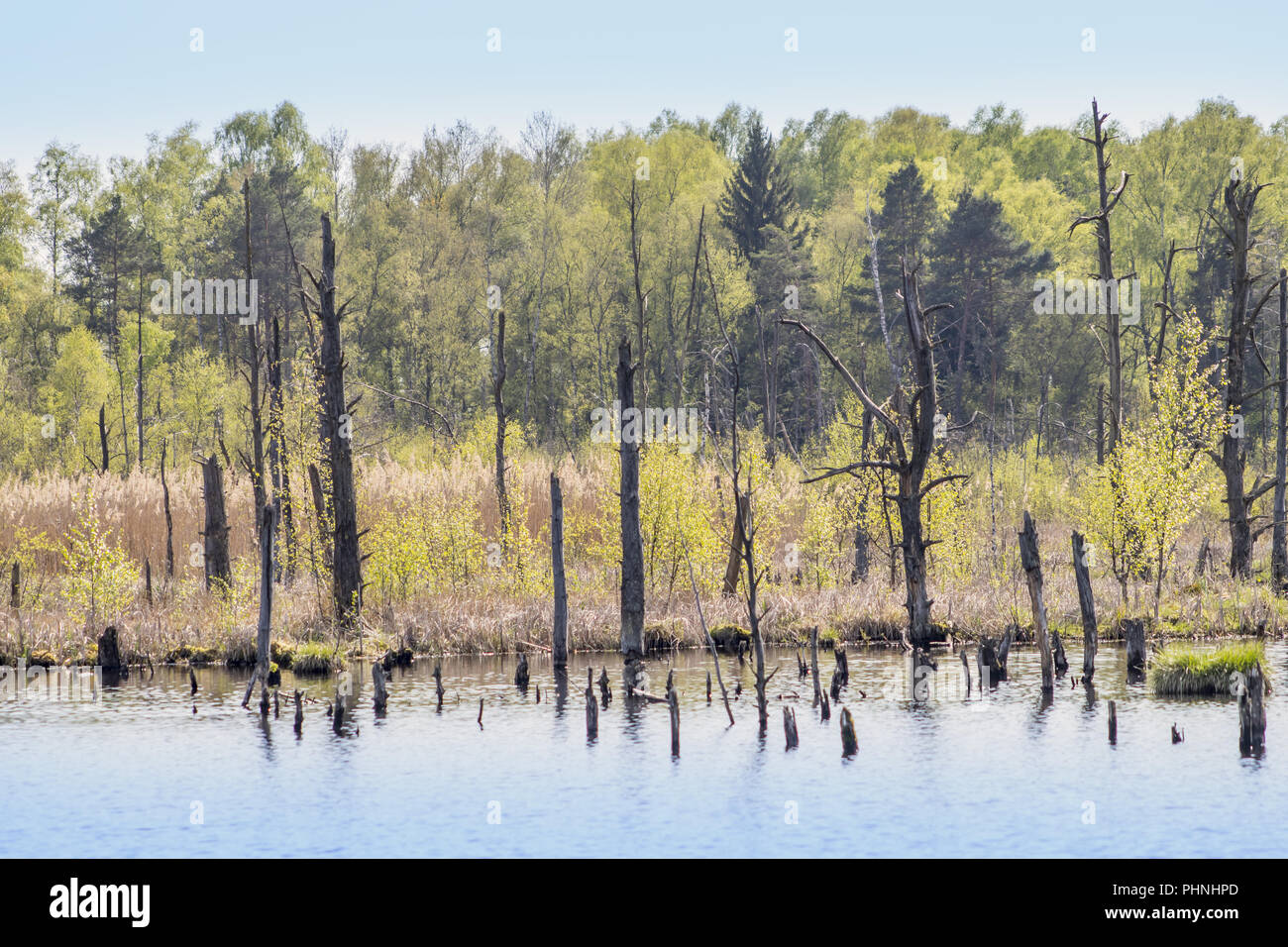 Moor See, Schwenninger Moos Stockfoto