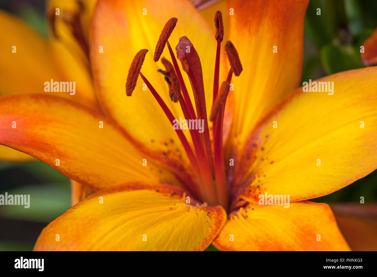 Orange leuchtende Lilie Blume mit roten Staubgefäße Nahaufnahme Stockfoto