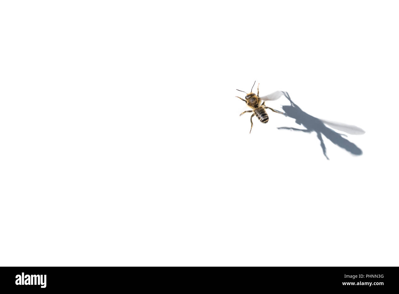 Fliegende Biene wirft ihren Schatten auf weißem Hintergrund Stockfoto