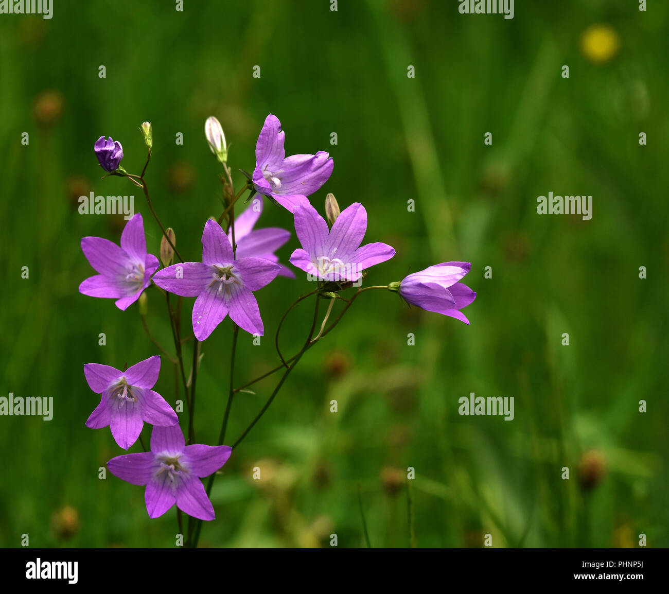 Verbreitung glockenblume; Stockfoto
