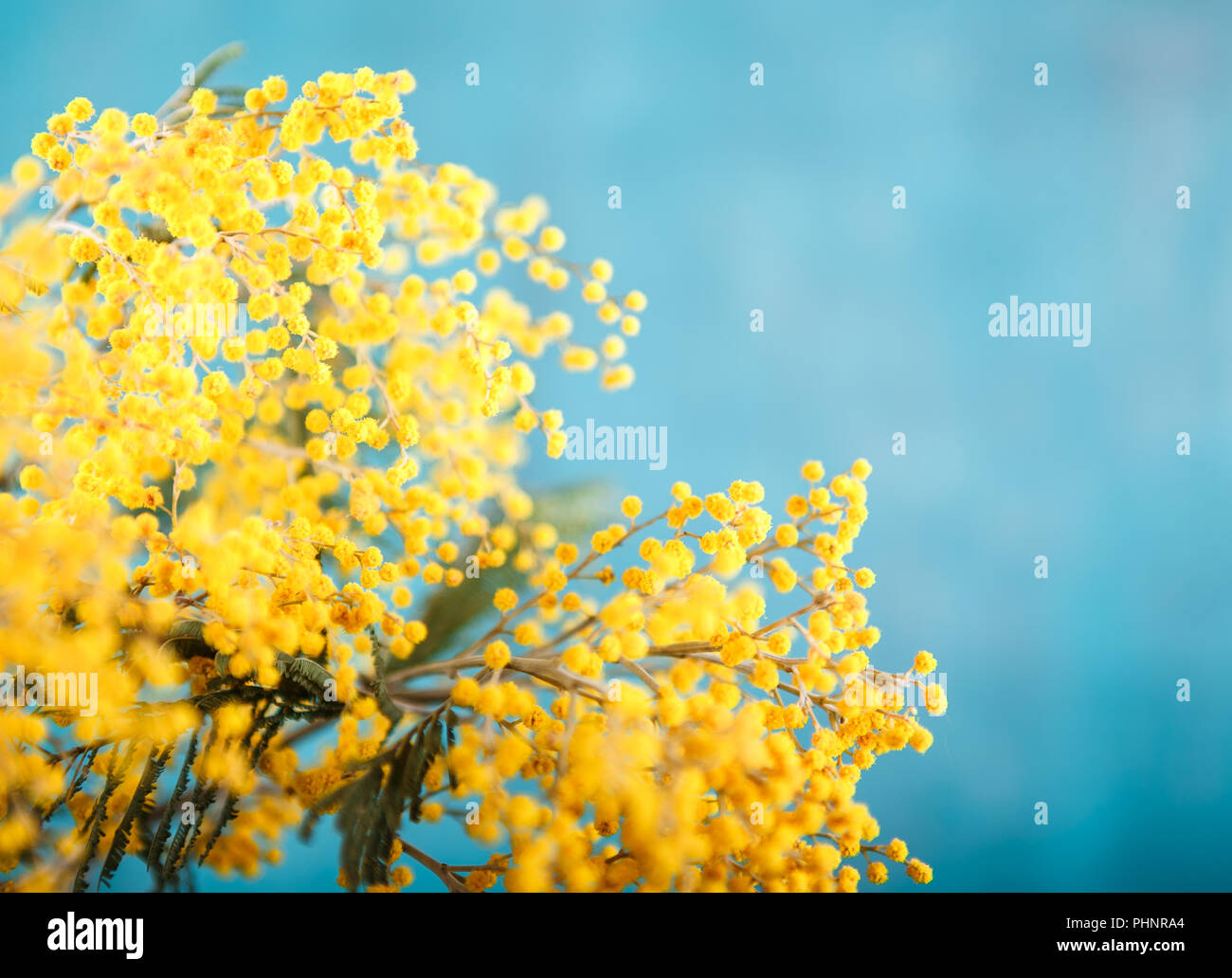 Mimosa im Glas auf dem Tisch Stockfoto