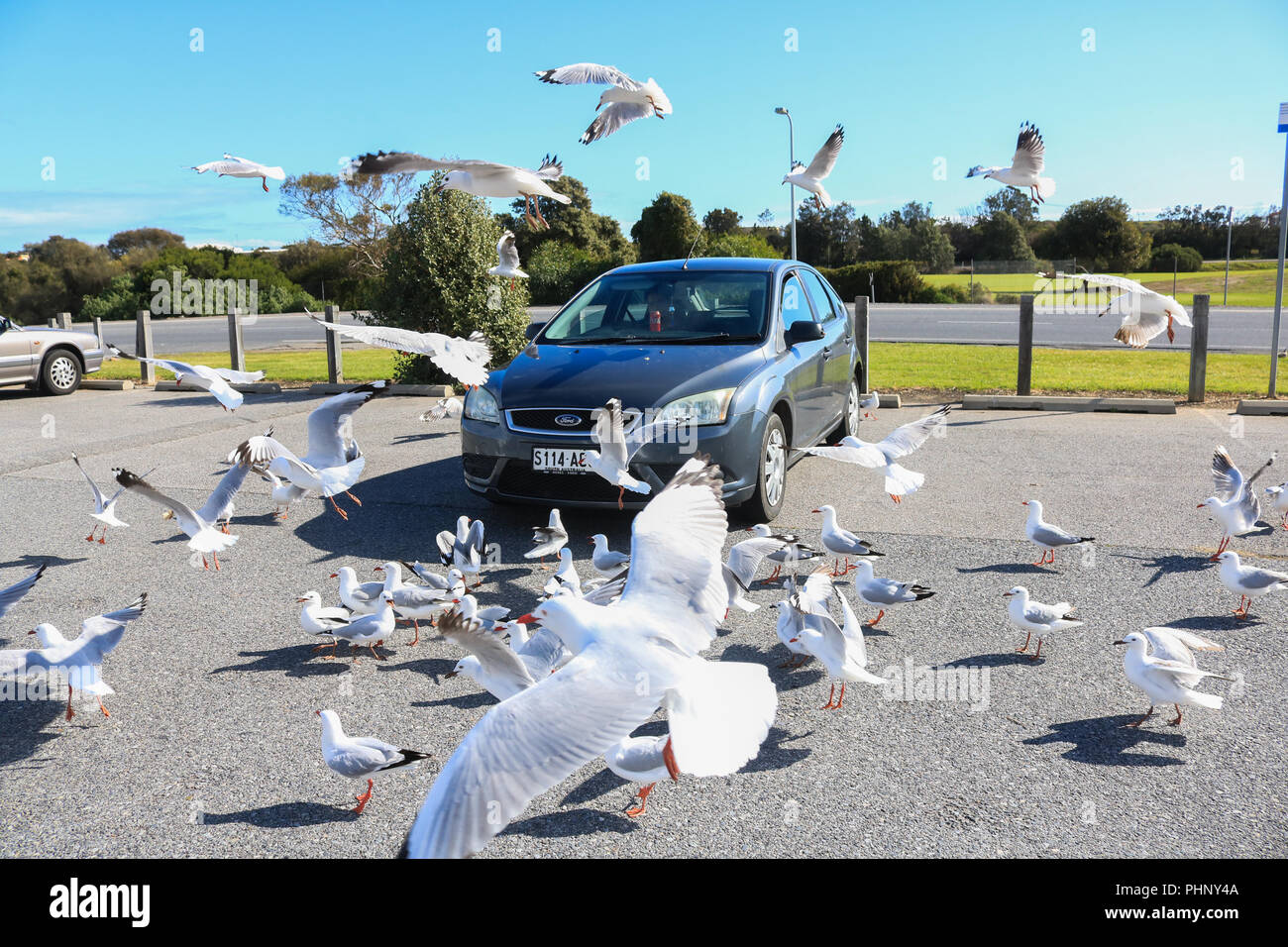 Adelaide, Australien. 2. Sep 2018. Eine Herde von Möwen versammeln sich um ein Auto in eine Szene aus einem Alfred Hitchcocks Film "Die Vögel" auf einem sonnigen Frühling Nachmittag in Adelaide Credit: Amer ghazzal/Alamy leben Nachrichten Stockfoto