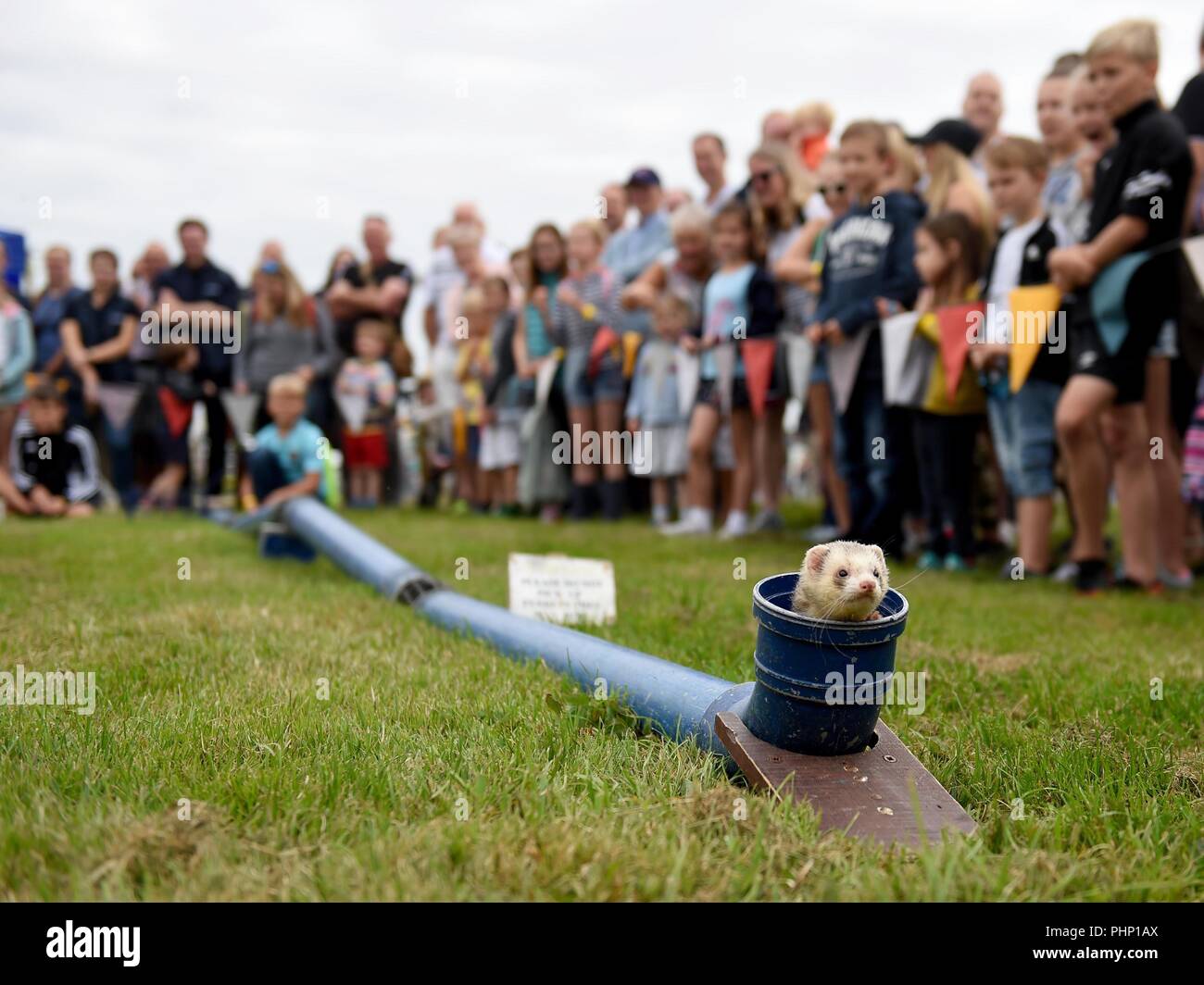 Dorchester, Dorset, Großbritannien. 2. September 2018. Dorset County zeigen, Menschenmassen genießen Sie das Frettchen Racing. Credit: Finnbarr Webster/Alamy leben Nachrichten Stockfoto