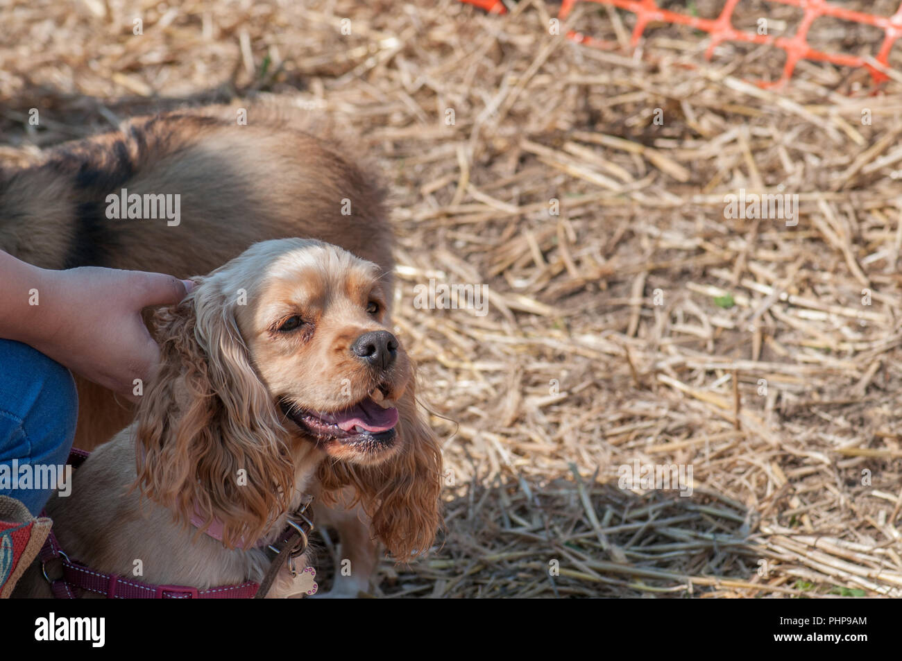 Kent, Großbritannien. September 2018. Glorreicher, warmer sonniger Tag für die jährliche RMPCS-Show. Lustige Hundeschau. Stockfoto