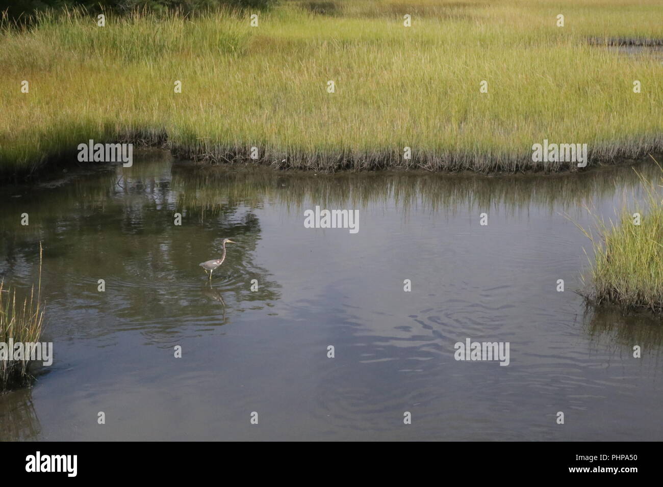 Heron in Wasser Sanctuary Stockfoto