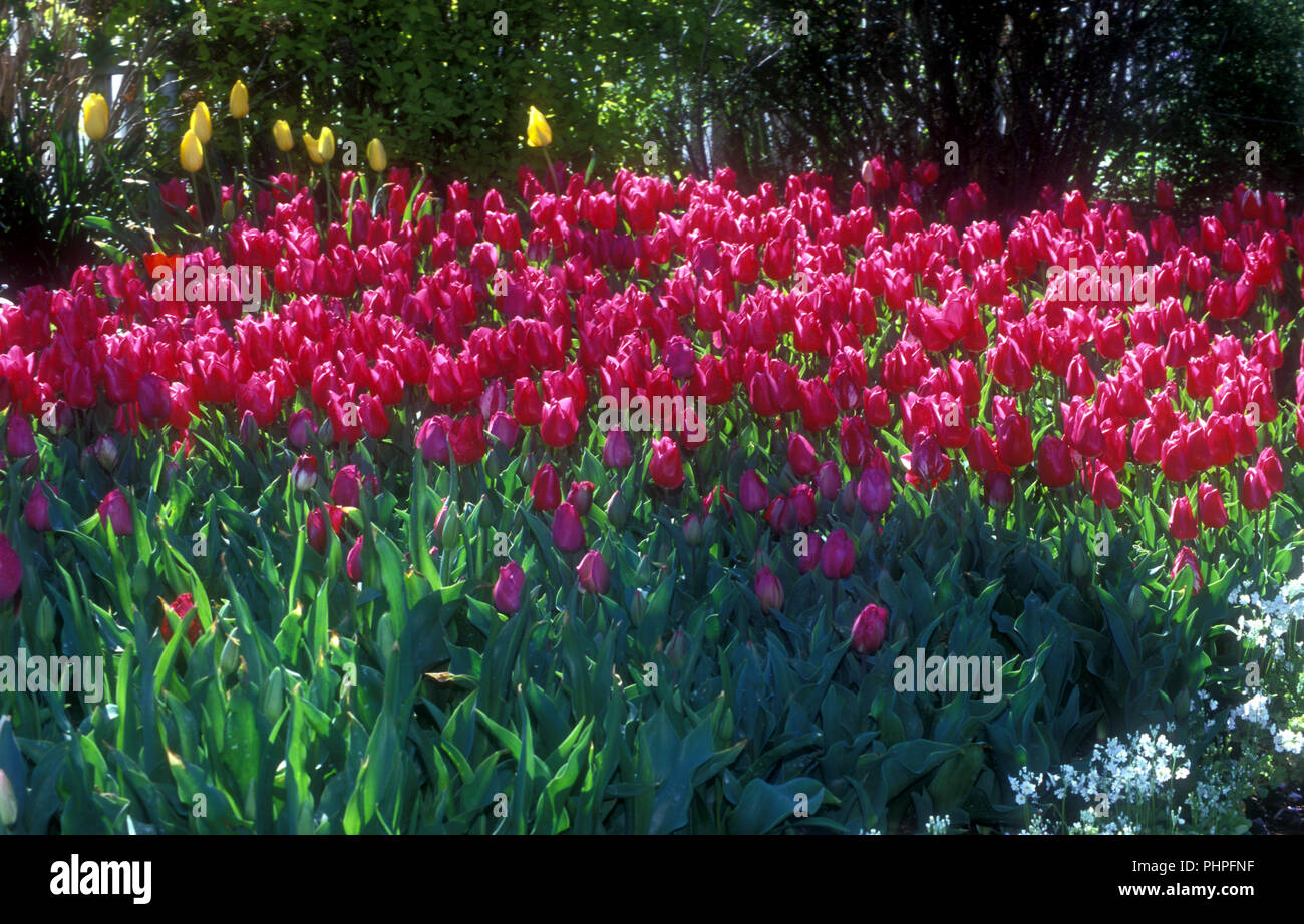 Garten Bett von einer Masse von rosa Tulpen (Tulipa) Stockfoto