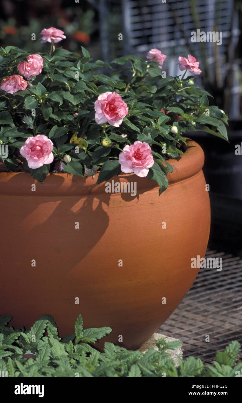 Terracotta Garten Topf von Impatiens (Busy Lizzies) Stockfoto