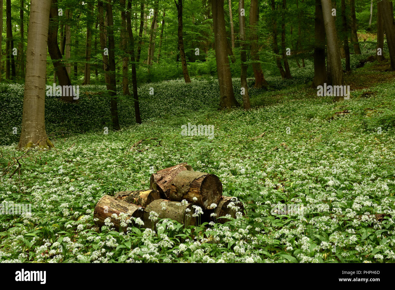 Bär Lauch; Bärlauch; wald landschaft Stockfoto