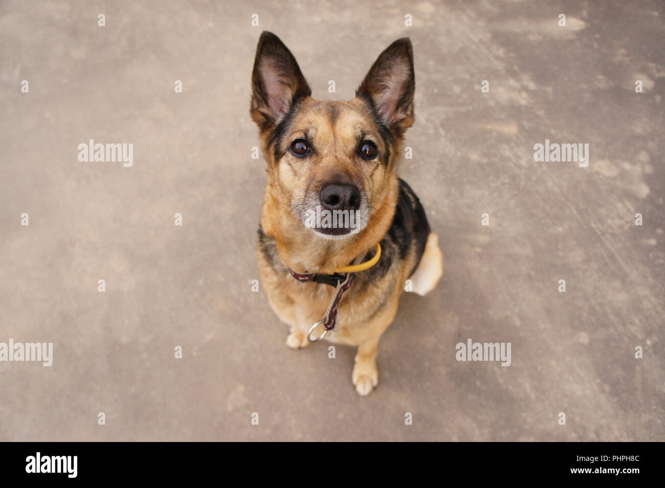 Ein alter Schäferhund ist geduldig sitzen vor der Kamera mit Ihren Ohren spitzen und wartet auf Befehle. Stockfoto